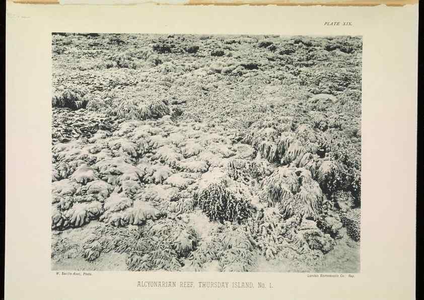 Reproducción/Reproduction 6898564646: The Great Barrier Reef of Australia;. London :W.H. Allen,[1893]
