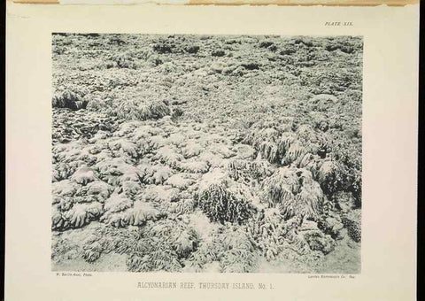 Reproducción/Reproduction 6898564646: The Great Barrier Reef of Australia;. London :W.H. Allen,[1893]