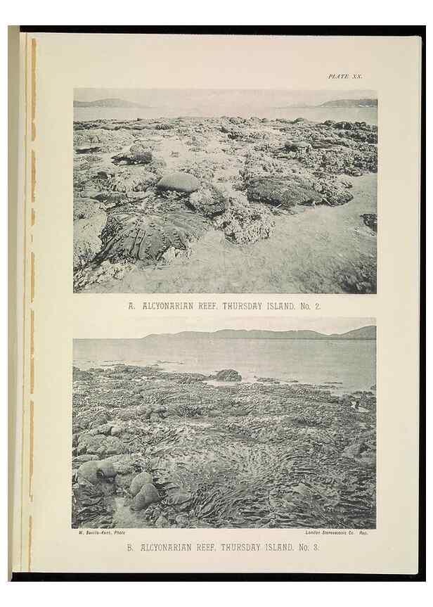 Reproducción/Reproduction 6898565068: The Great Barrier Reef of Australia;. London :W.H. Allen,[1893]