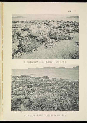 Reproducción/Reproduction 6898565068: The Great Barrier Reef of Australia;. London :W.H. Allen,[1893]