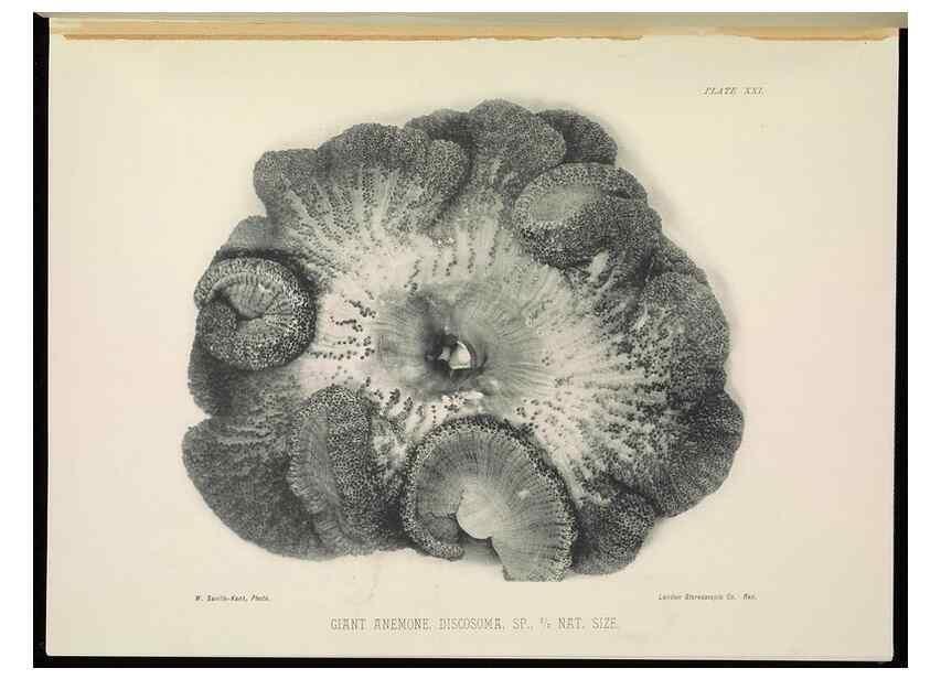 Reproducción/Reproduction 7044661145: The Great Barrier Reef of Australia;. London :W.H. Allen,[1893]