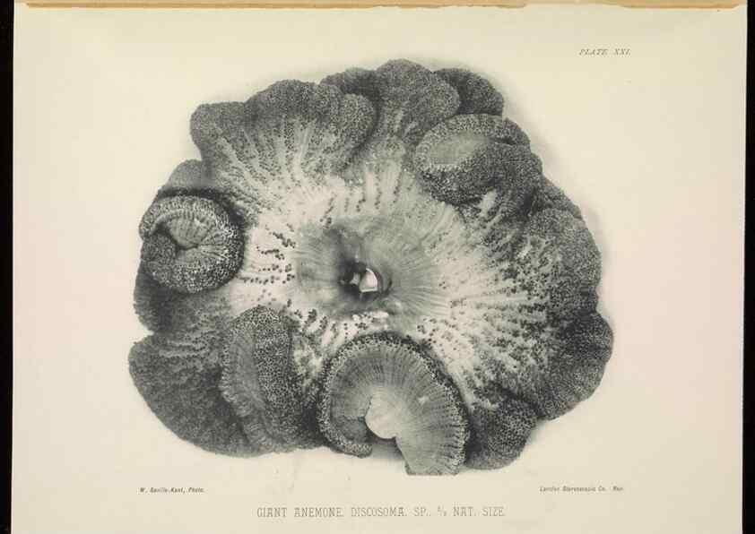 Reproducción/Reproduction 7044661145: The Great Barrier Reef of Australia;. London :W.H. Allen,[1893]