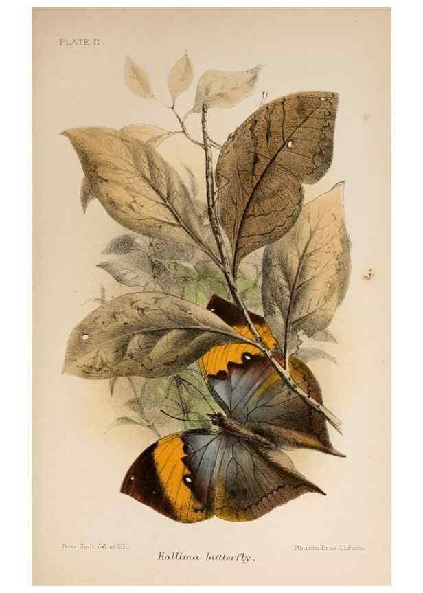Reproducción/Reproduction 7042621499: Animal coloration;. London,S. Sonnenschein & co.;1892.