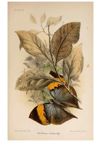 Reproducción/Reproduction 7042621499: Animal coloration;. London,S. Sonnenschein & co.;1892.