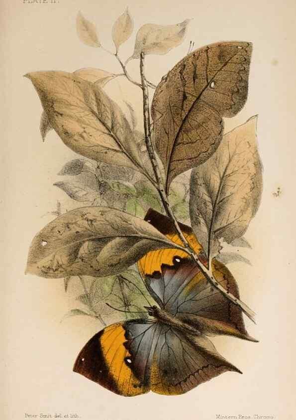 Reproducción/Reproduction 7042621499: Animal coloration;. London,S. Sonnenschein & co.;1892.
