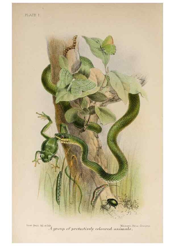 Reproducción/Reproduction 7042620053: Animal coloration;. London,S. Sonnenschein & co.;1892.