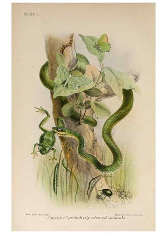 Reproducción/Reproduction 7042620053: Animal coloration;. London,S. Sonnenschein & co.;1892.