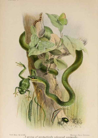 Reproducción/Reproduction 7042620053: Animal coloration;. London,S. Sonnenschein & co.;1892.