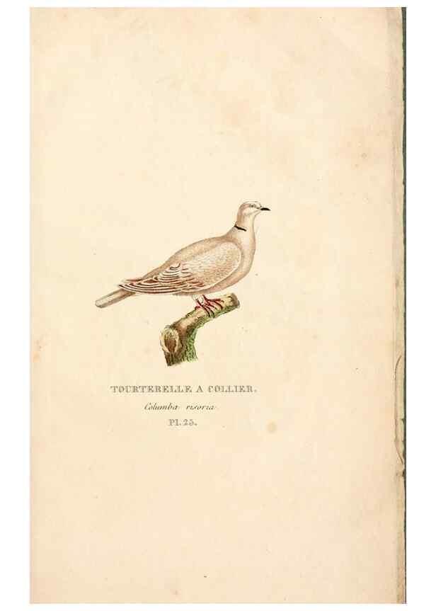 Reproducción/Reproduction 6896450698: Les pigeons. Paris,Audot,1824.