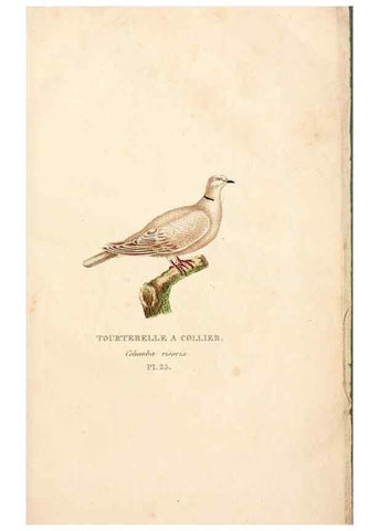 Reproducción/Reproduction 6896450698: Les pigeons. Paris,Audot,1824.