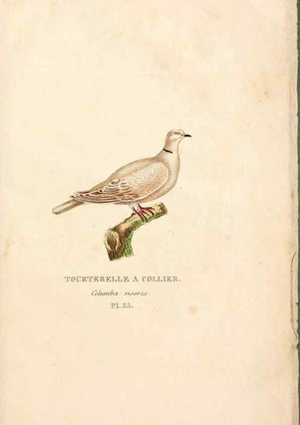 Reproducción/Reproduction 6896450698: Les pigeons. Paris,Audot,1824.