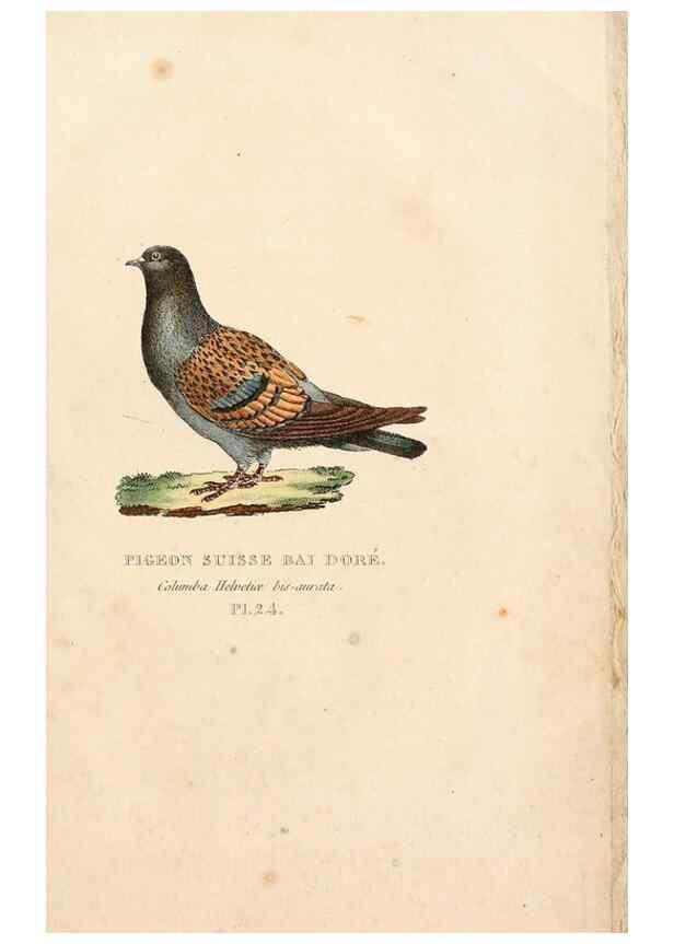 Reproducción/Reproduction 7042546769: Les pigeons. Paris,Audot,1824.