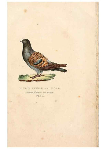 Reproducción/Reproduction 7042546769: Les pigeons. Paris,Audot,1824.