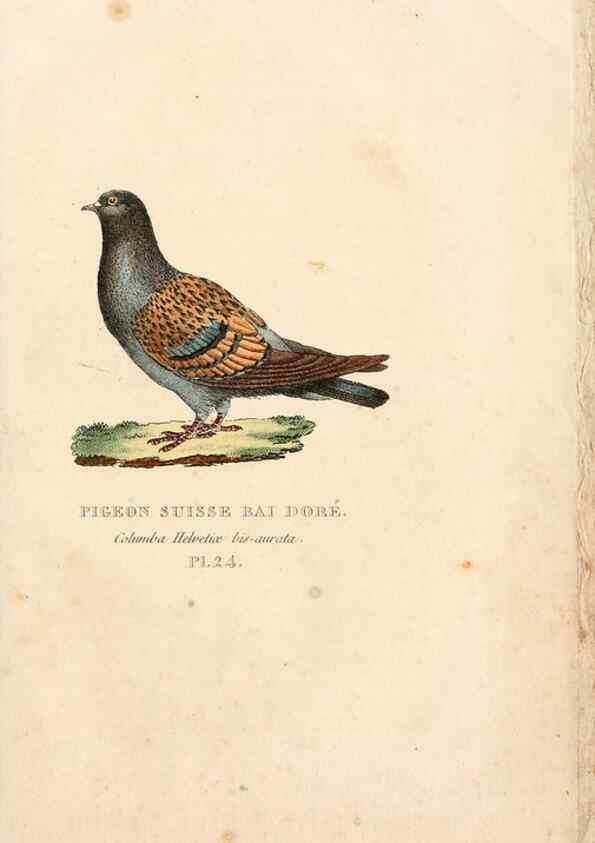 Reproducción/Reproduction 7042546769: Les pigeons. Paris,Audot,1824.