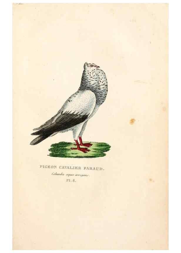Reproducción/Reproduction 7042536639: Les pigeons. Paris,Audot,1824.