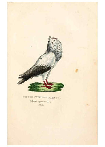 Reproducción/Reproduction 7042536639: Les pigeons. Paris,Audot,1824.