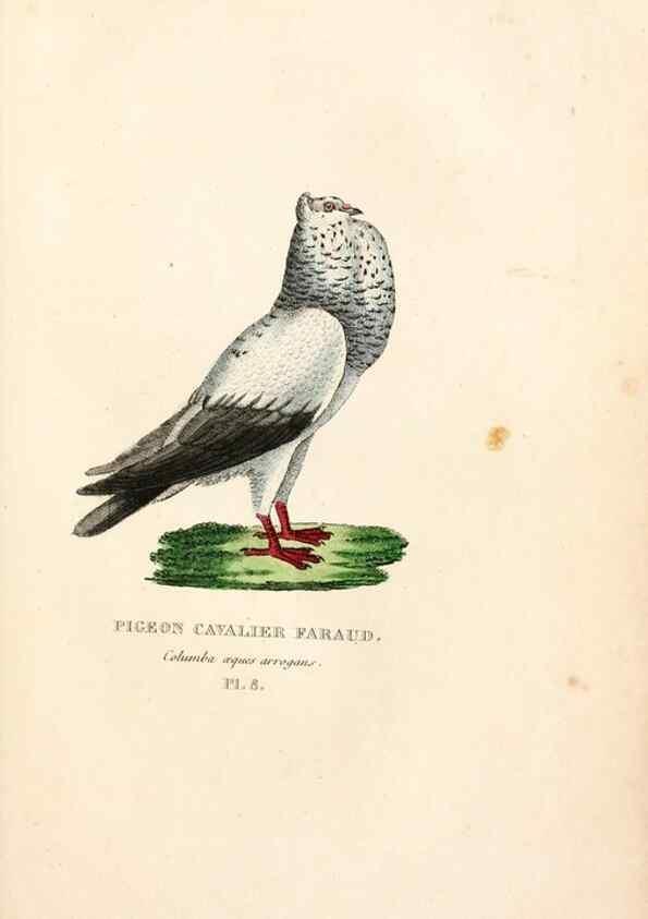Reproducción/Reproduction 7042536639: Les pigeons. Paris,Audot,1824.