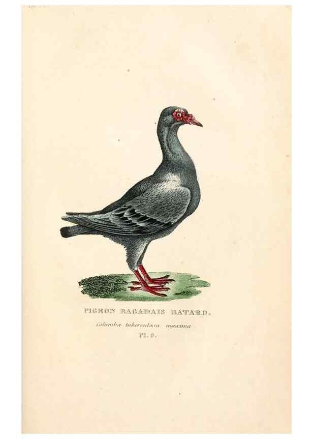Reproducción/Reproduction 7042537315: Les pigeons. Paris,Audot,1824.