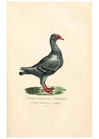 Reproducción/Reproduction 7042537315: Les pigeons. Paris,Audot,1824.