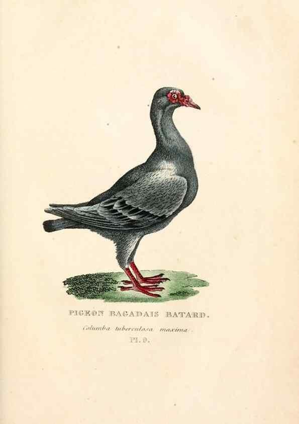 Reproducción/Reproduction 7042537315: Les pigeons. Paris,Audot,1824.