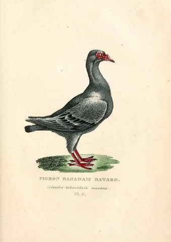 Reproducción/Reproduction 7042537315: Les pigeons. Paris,Audot,1824.