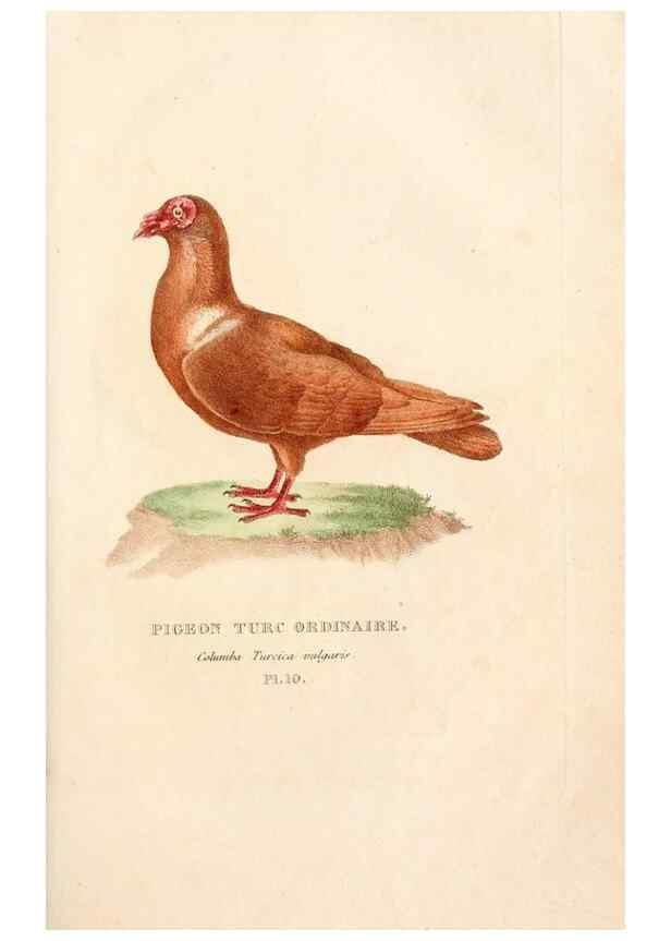 Reproducción/Reproduction 6896441468: Les pigeons. Paris,Audot,1824.