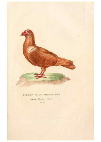 Reproducción/Reproduction 6896441468: Les pigeons. Paris,Audot,1824.