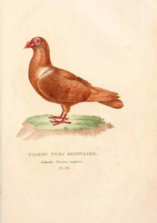 Reproducción/Reproduction 6896441468: Les pigeons. Paris,Audot,1824.