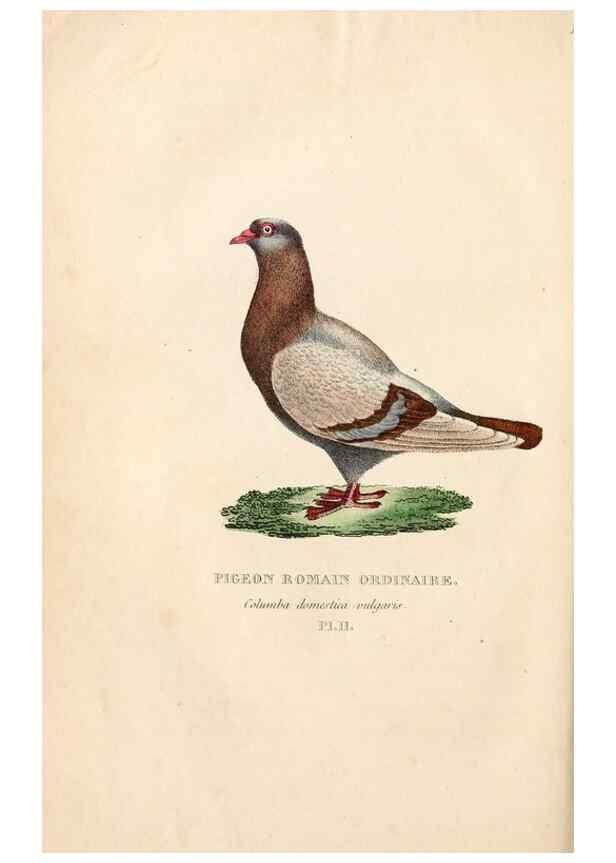 Reproducción/Reproduction 6896442020: Les pigeons. Paris,Audot,1824.