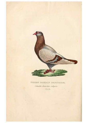 Reproducción/Reproduction 6896442020: Les pigeons. Paris,Audot,1824.
