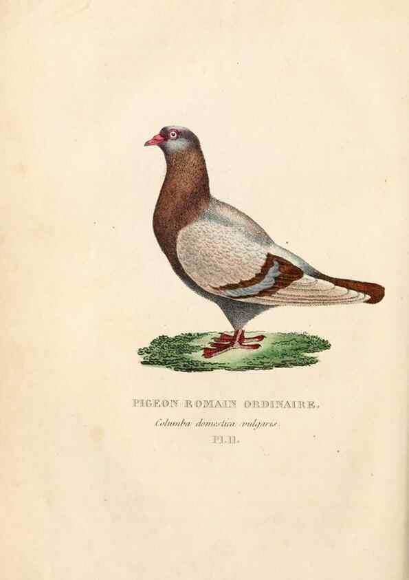 Reproducción/Reproduction 6896442020: Les pigeons. Paris,Audot,1824.