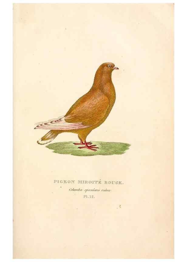 Reproducción/Reproduction 6896442736: Les pigeons. Paris,Audot,1824.