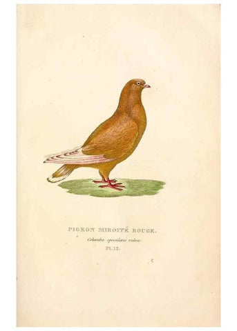 Reproducción/Reproduction 6896442736: Les pigeons. Paris,Audot,1824.