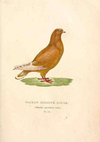 Reproducción/Reproduction 6896442736: Les pigeons. Paris,Audot,1824.