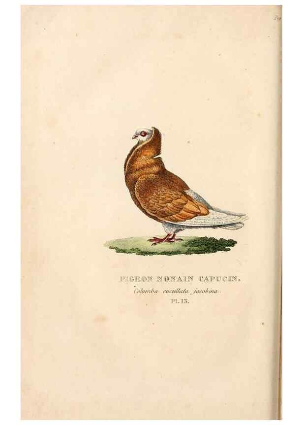 Reproducción/Reproduction 6896443426: Les pigeons. Paris,Audot,1824.