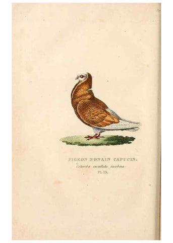 Reproducción/Reproduction 6896443426: Les pigeons. Paris,Audot,1824.