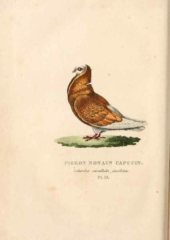 Reproducción/Reproduction 6896443426: Les pigeons. Paris,Audot,1824.