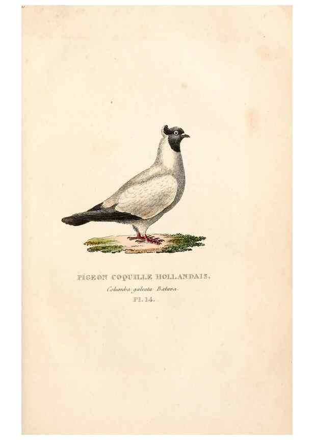 Reproducción/Reproduction 6896444078: Les pigeons. Paris,Audot,1824.