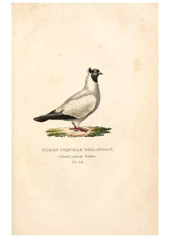 Reproducción/Reproduction 6896444078: Les pigeons. Paris,Audot,1824.