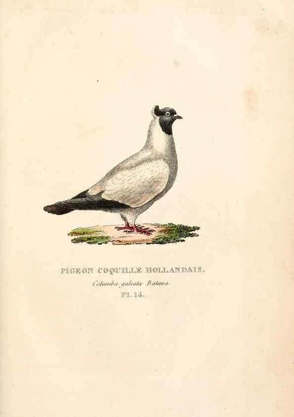 Reproducción/Reproduction 6896444078: Les pigeons. Paris,Audot,1824.