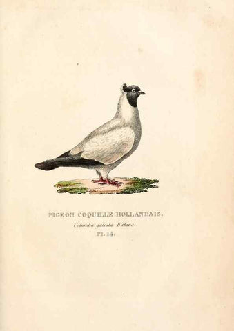 Reproducción/Reproduction 6896444078: Les pigeons. Paris,Audot,1824.