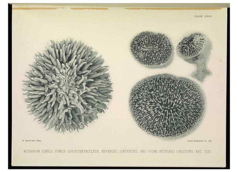 Reproducción/Reproduction 6898565848: The Great Barrier Reef of Australia;. London :W.H. Allen,[1893]