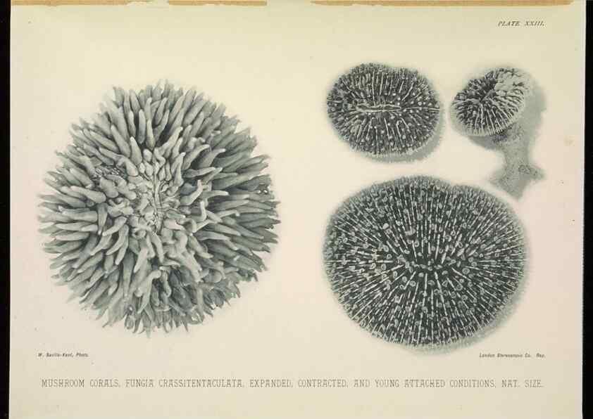 Reproducción/Reproduction 6898565848: The Great Barrier Reef of Australia;. London :W.H. Allen,[1893]