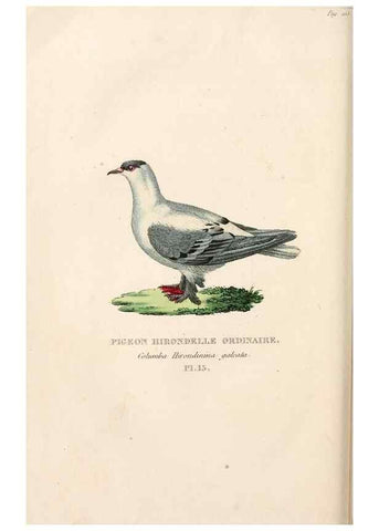 Reproducción/Reproduction 7042541125: Les pigeons. Paris,Audot,1824.
