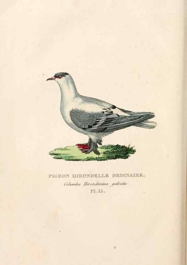 Reproducción/Reproduction 7042541125: Les pigeons. Paris,Audot,1824.