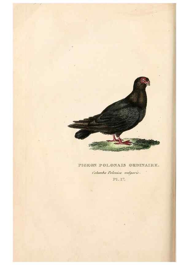 Reproducción/Reproduction 7042542223: Les pigeons. Paris,Audot,1824.
