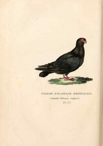 Reproducción/Reproduction 7042542223: Les pigeons. Paris,Audot,1824.