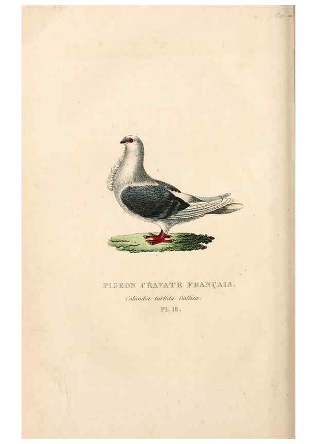 Reproducción/Reproduction 6896446188: Les pigeons. Paris,Audot,1824.