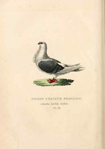 Reproducción/Reproduction 6896446188: Les pigeons. Paris,Audot,1824.
