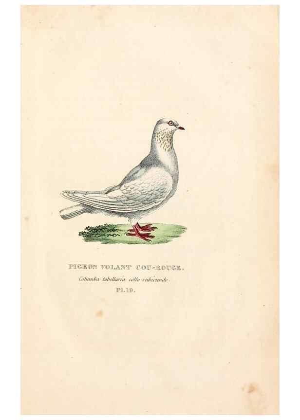 Reproducción/Reproduction 7042543221: Les pigeons. Paris,Audot,1824.